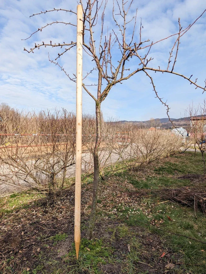 smrekovcove smrekove koly frezovane OMKVSVECKF250