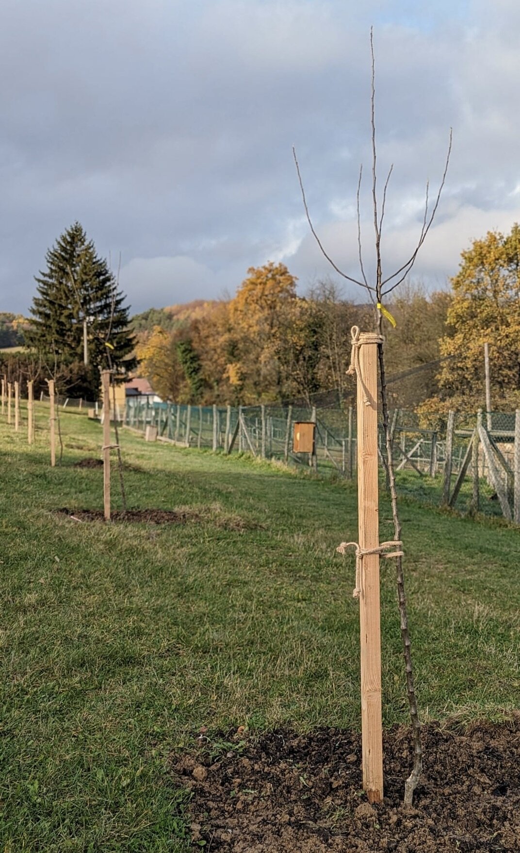 smrekovcove  koly rezané material k vysadbe 	
OMKVSVECR200 	
OMKVSVECR250