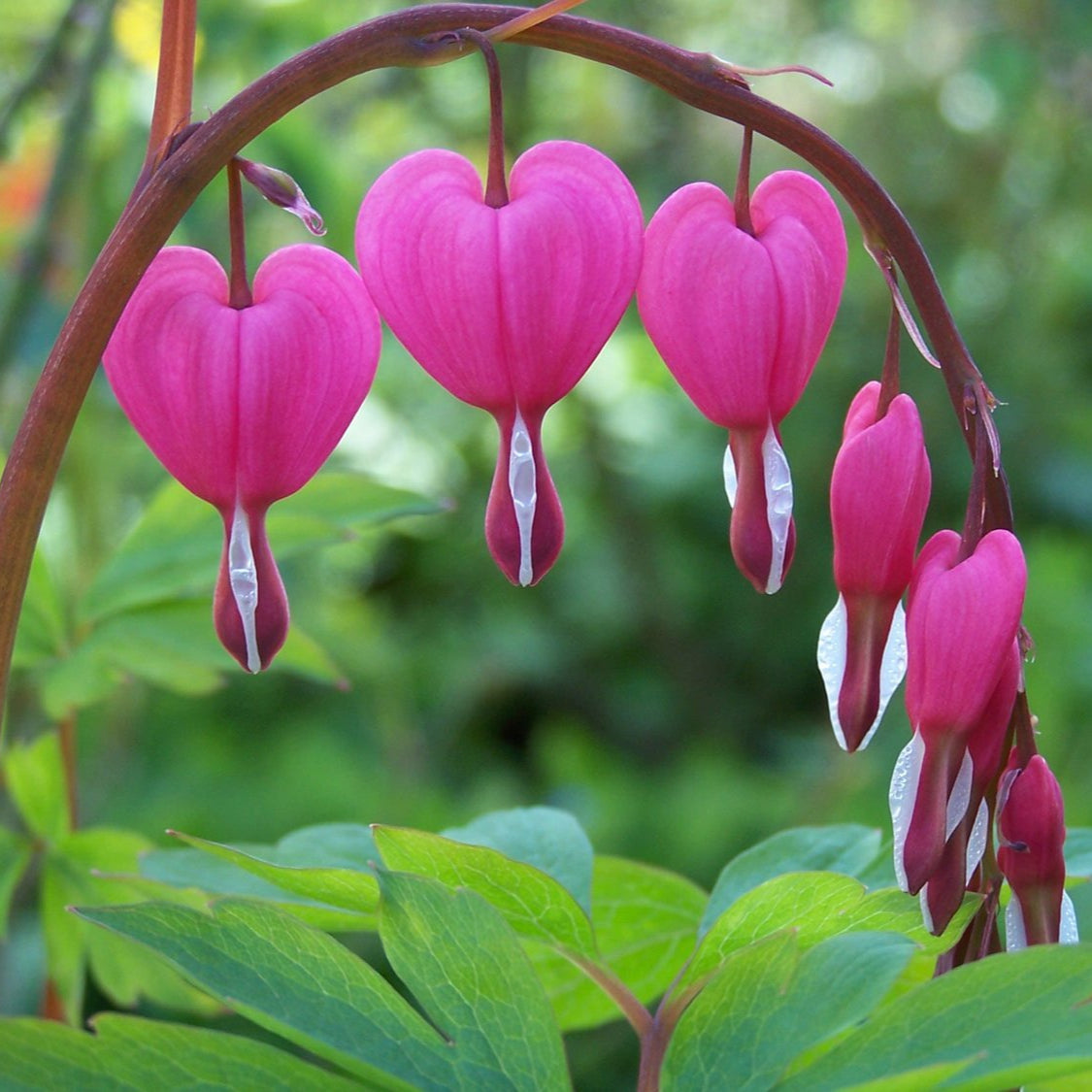 Srdcovka nádherná kvety detail listy Dicentra spectabilis