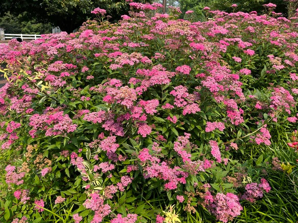 Tavoľník japonský Anthony Waterer