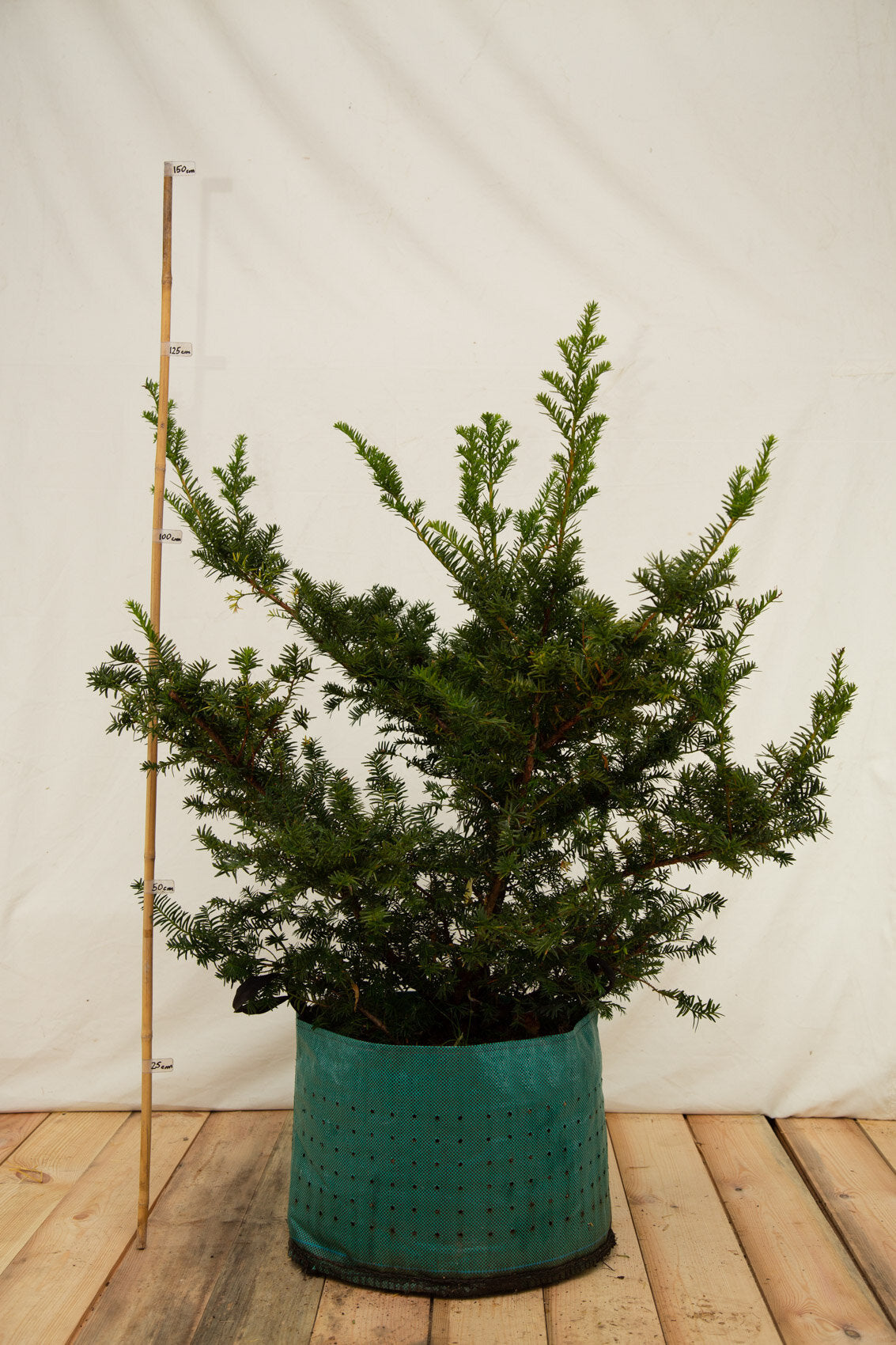 Tis obyčajný Airpot 47,5l
Taxus baccata