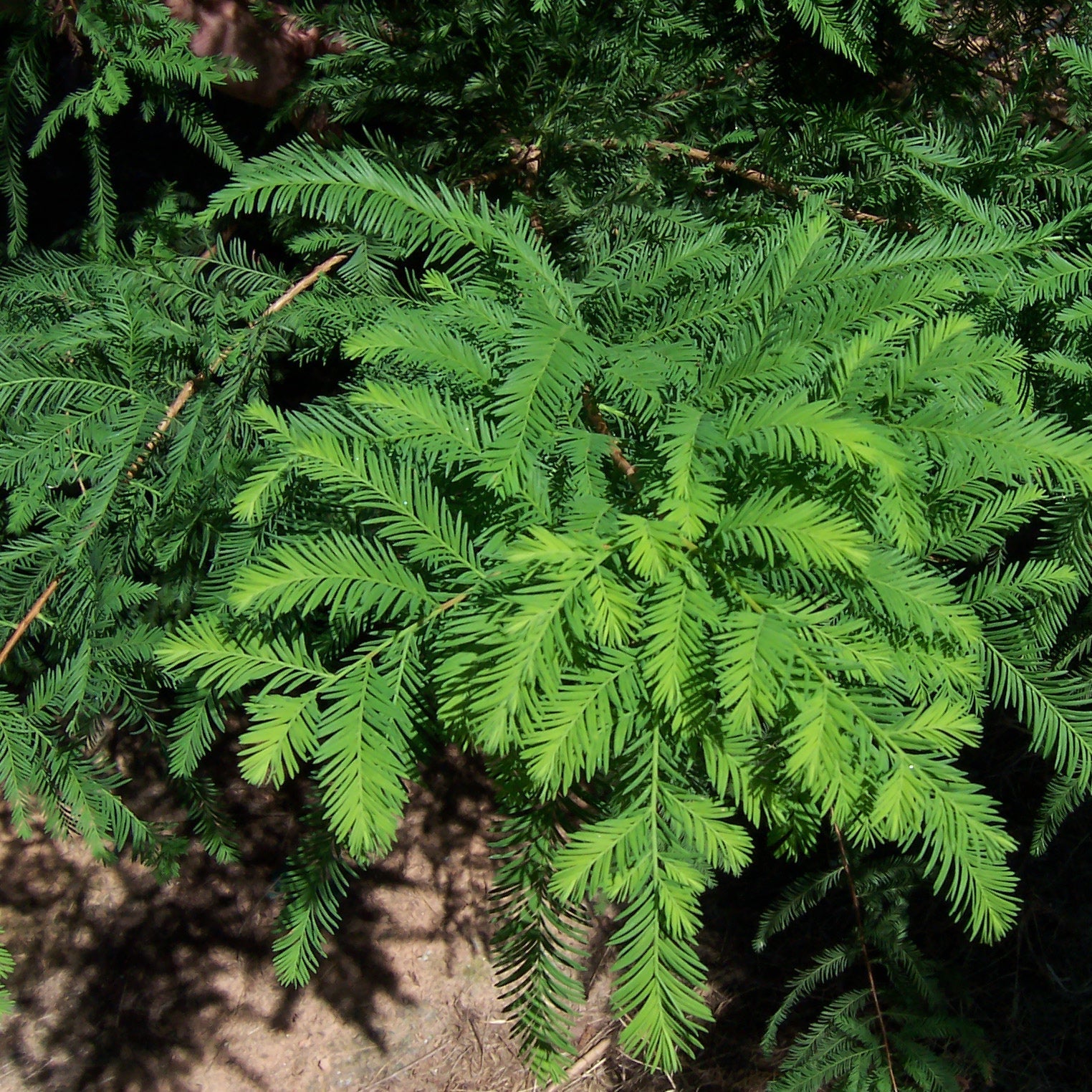 tisovec dvojradý taxodium distichum strom ihličnatý strom ihličnan