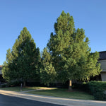 tisovec dvojradý stromy taxodium distichum 