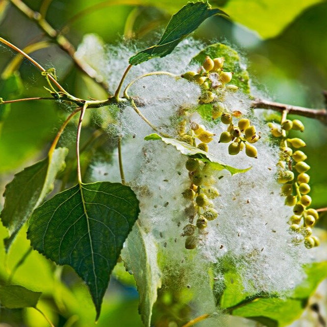 Topoľ čierny italica detail listy strom Populus nigra italica