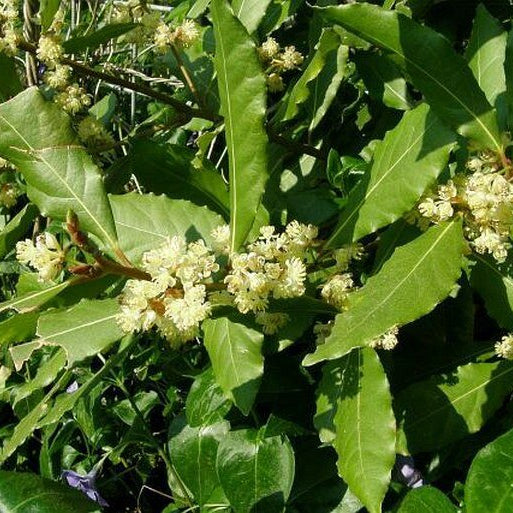 Vavrín vznešený (bobkový list)  	
OBVAVVK