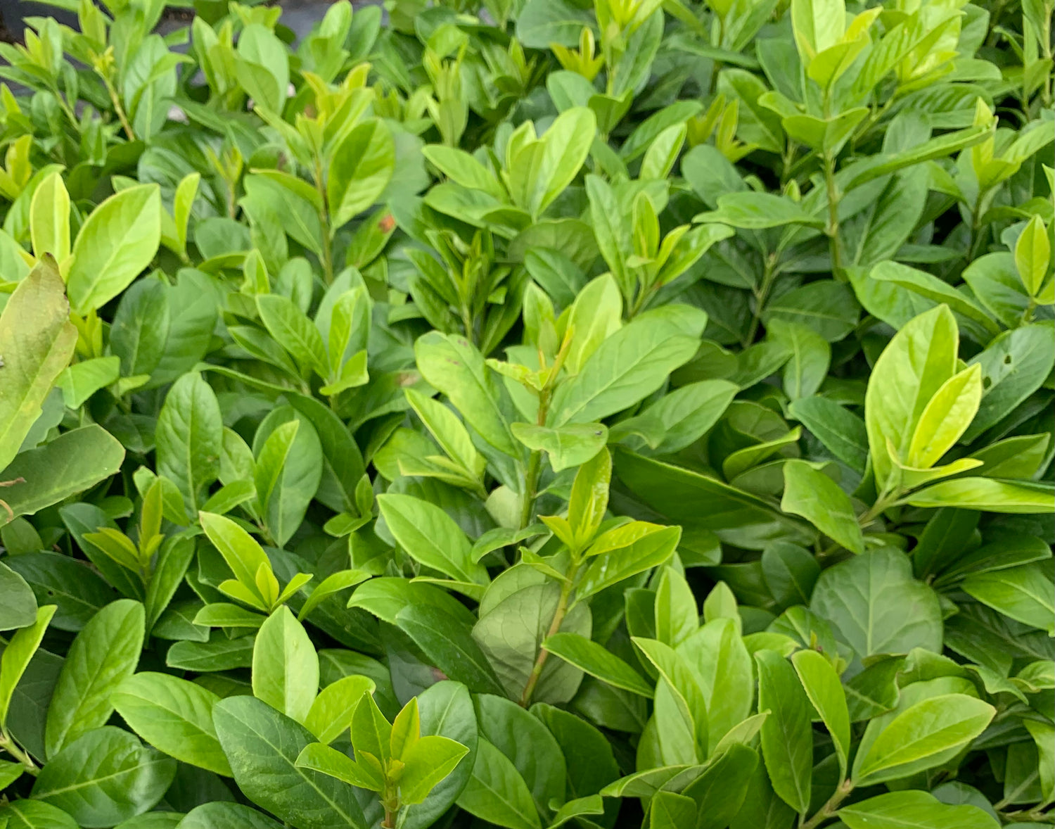 Bobkovišeň lékařská Novita