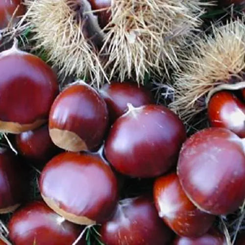 Kaštan hybridní Vignols