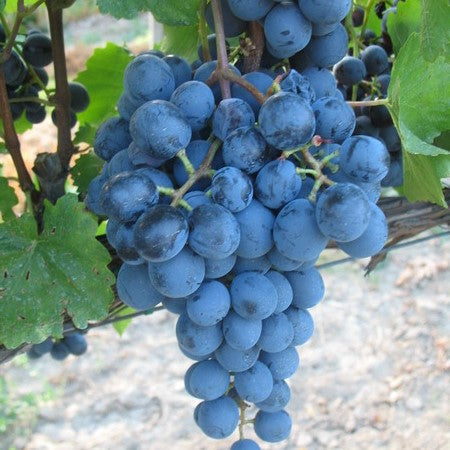 Vinič hroznorodý Agat Donskij (Donskoj) plody strapec červený vinič červené hrozno