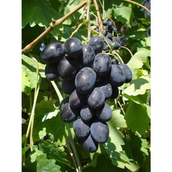 Vinič hroznorodý Black Magic detail plody