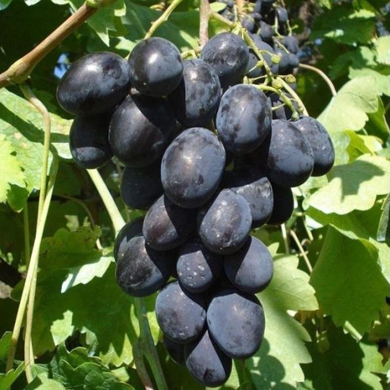 Réva vinná Black Magic