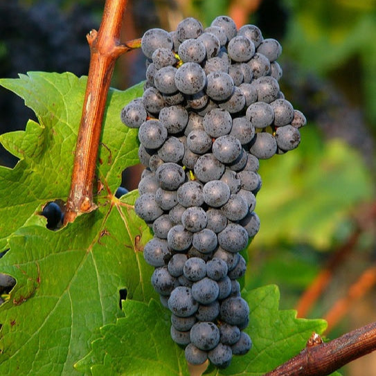Vinič hroznorodý Cabernet Jura strapec plody červený vinič červené hrozno