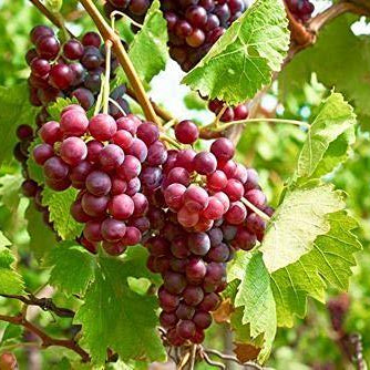 Vinič hroznorodý Einset Seedless detail plody