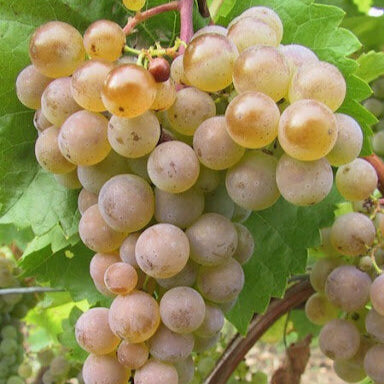 Vinič hroznorodý Malverina plody strapec vinič biely hrozno biele