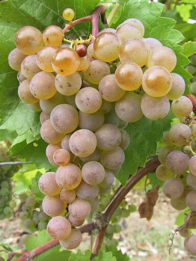 Réva vinná Malverina