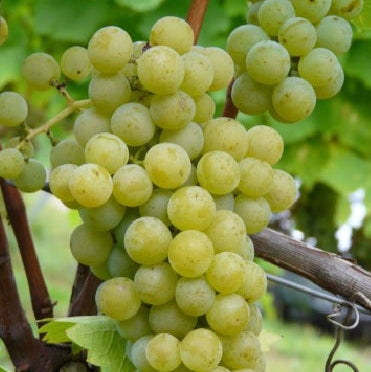 Vinič hroznorodý Muscaris plody strapec vinič biely hrozno biele