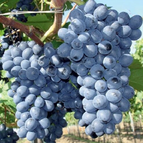 Vinič hroznorodý Nero plody strapec vinič červený hrozno červené