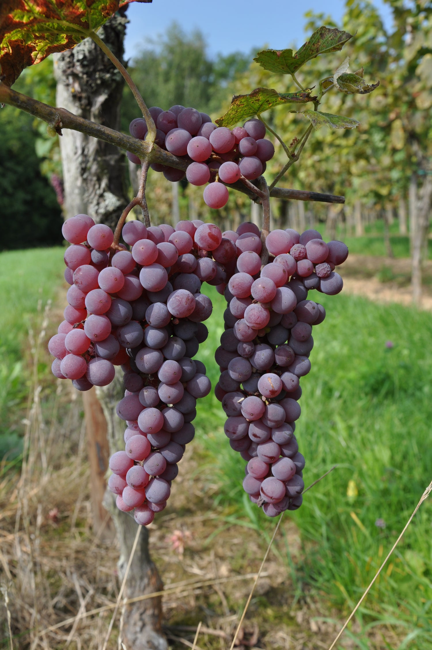 Vinič hroznorodý New York plody detail