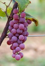 Vinič hroznorodý New York plody detail