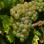 Vinič hroznorodý Phoenix detail plody