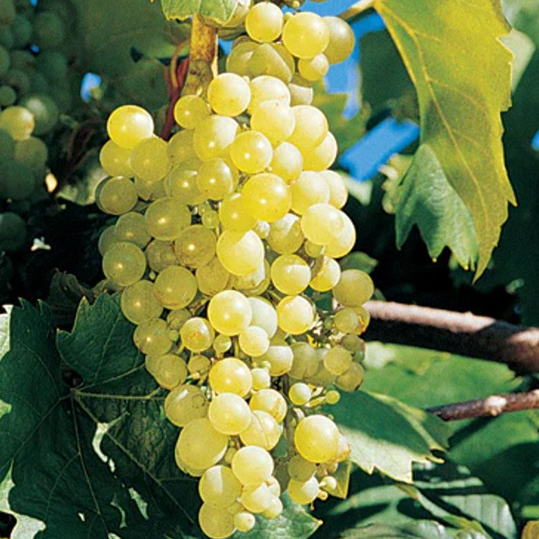 Vinič hroznorodý Poloskei muškát plody strapec hrozno vinič biely