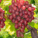 Vinič hroznorodý Vanessa detail plody