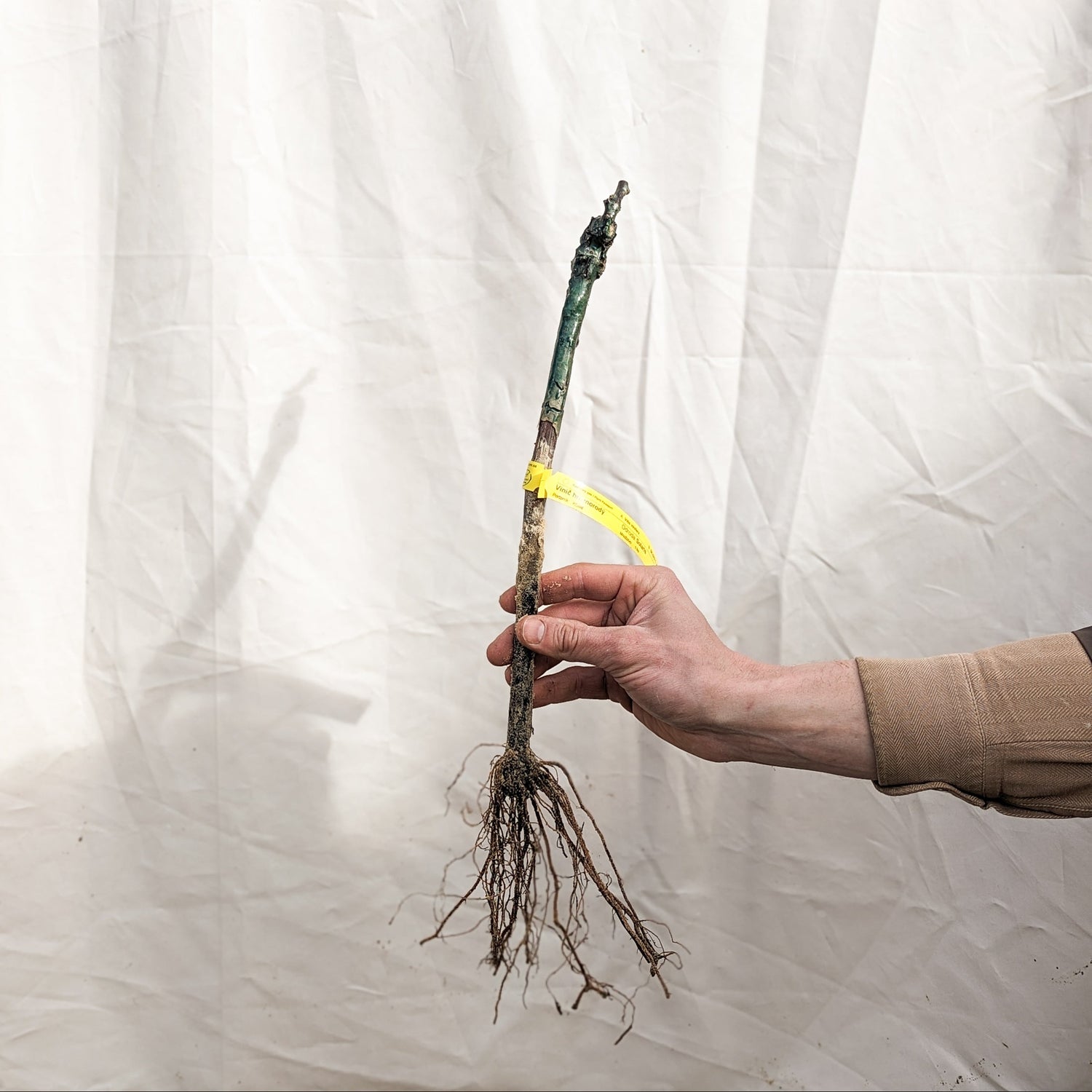 Réva vinná Dubovskij Rozovyj