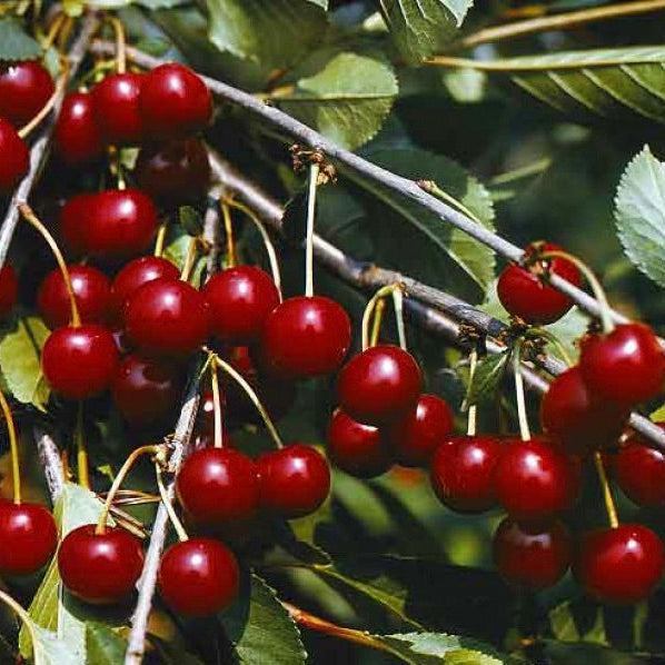 višňa Fanal červené plody Prunus cerasus