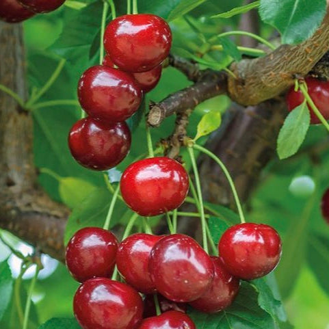 višňa Korošská Prunus cerasus plody