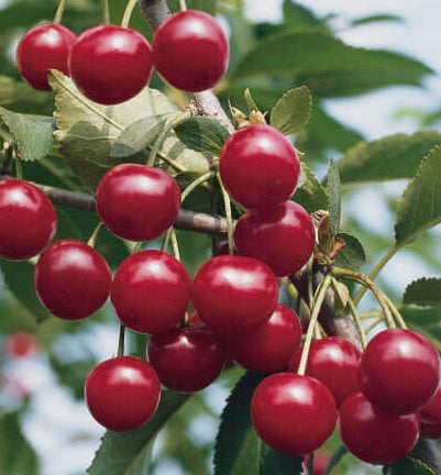 višňa Meteor korai detail plody