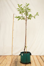 višňa Morela neskorá airpot OSVMORNPKAP31CV