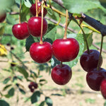 višňa Ostheimská Prunus cerasus červené plody