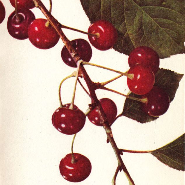 Višňa Španielska Prunus cerasus červené plody na vetve