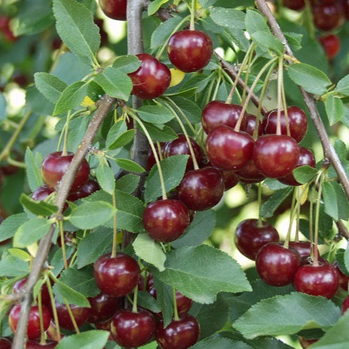 višňa Ujfehertoi furtos červené plody na strome Prunus cerasus