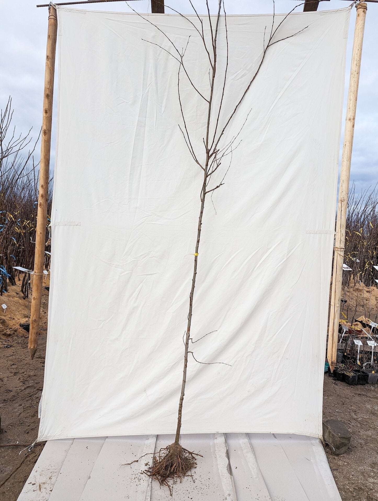 vrba biela salix alba LSVBIEHV hrotiak vysoký voľnokorenný