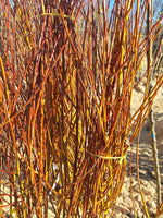 vrba biela salix alba LSVBIEHS hrotiak voľnokorenný