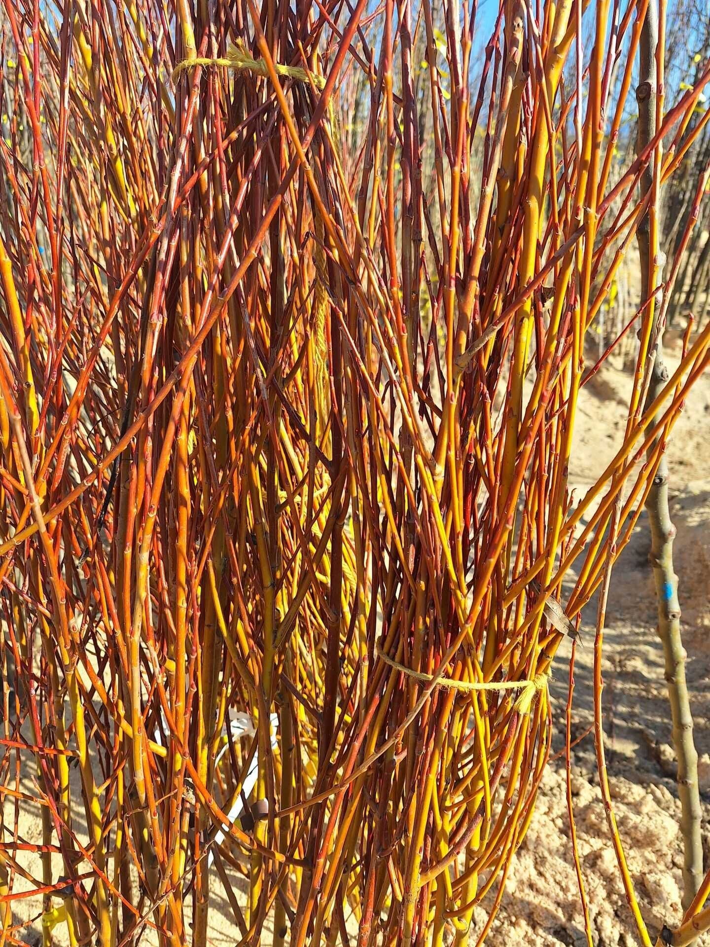 vrba biela salix alba LSVBIEHS hrotiak voľnokorenný