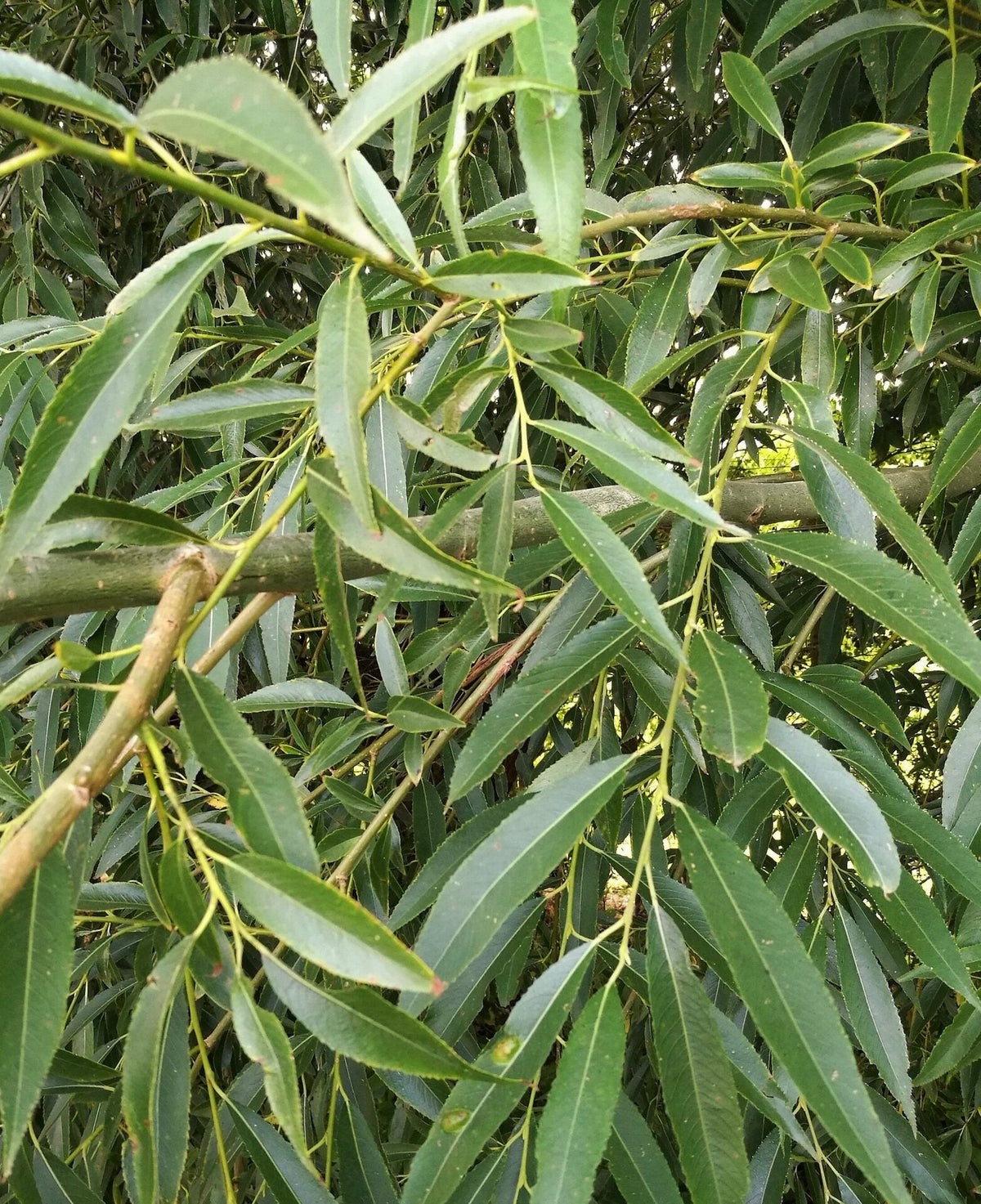 vrba biela salix alba listy LSVBIE