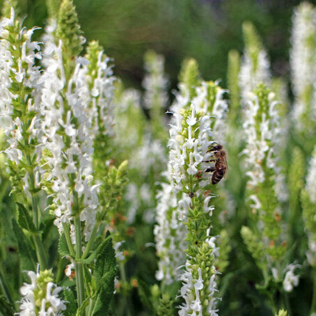 Yzop lekársky Albus biele kvety 	
OTYZLEKALK