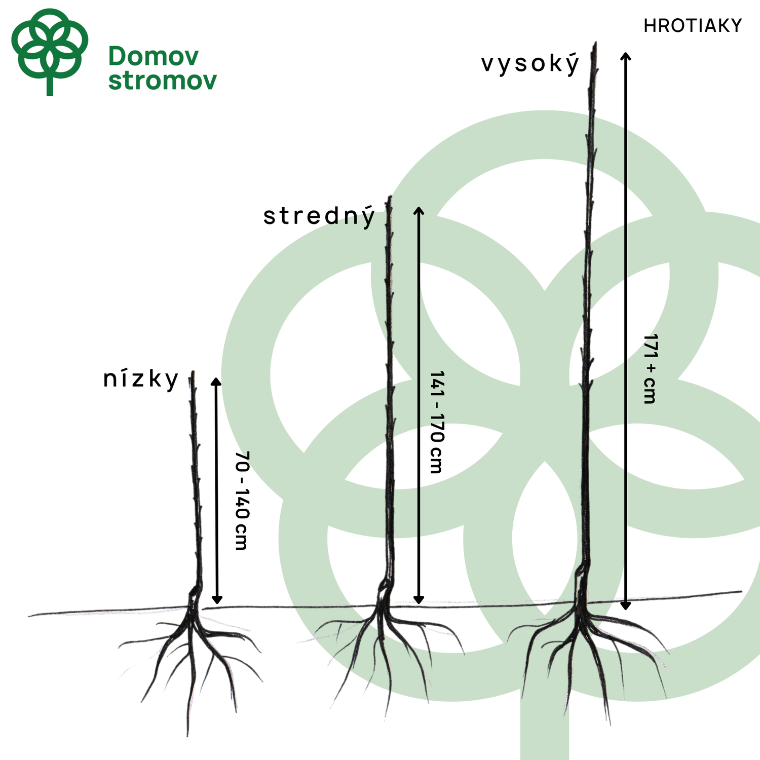 Hloh východní Pojarkové Aurea
