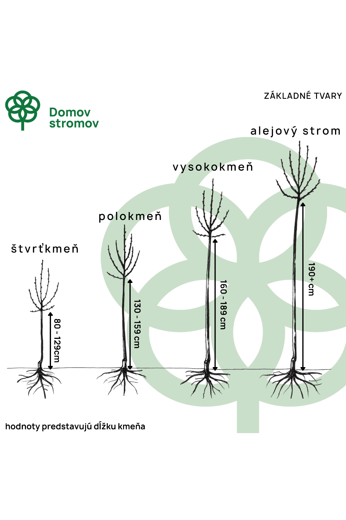 základné tvary kmenné 
