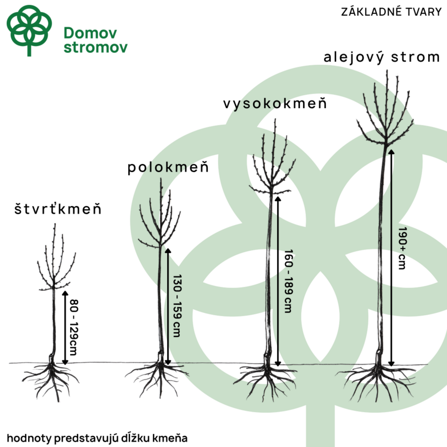 Třešeň Germersdorfská