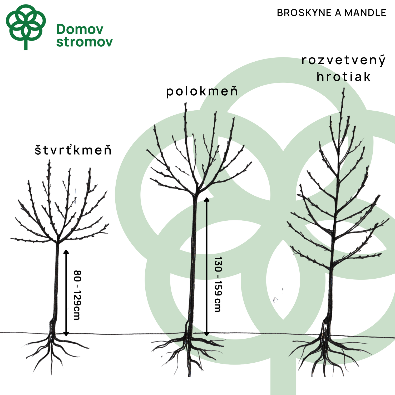 Mandloň Tétényi Kedvenc