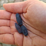 zemolez kamčatský Vostorg plody v dlani OKZKVOSK