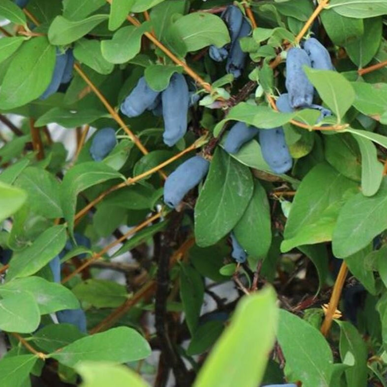 zemolez kamčatský Aurora plody Lonicera kamtschatica OKZKAURK