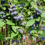 Zemolez kamčatský Blue Treasure plody Lonicera kamtschatica 	
OKZKBLUTREK