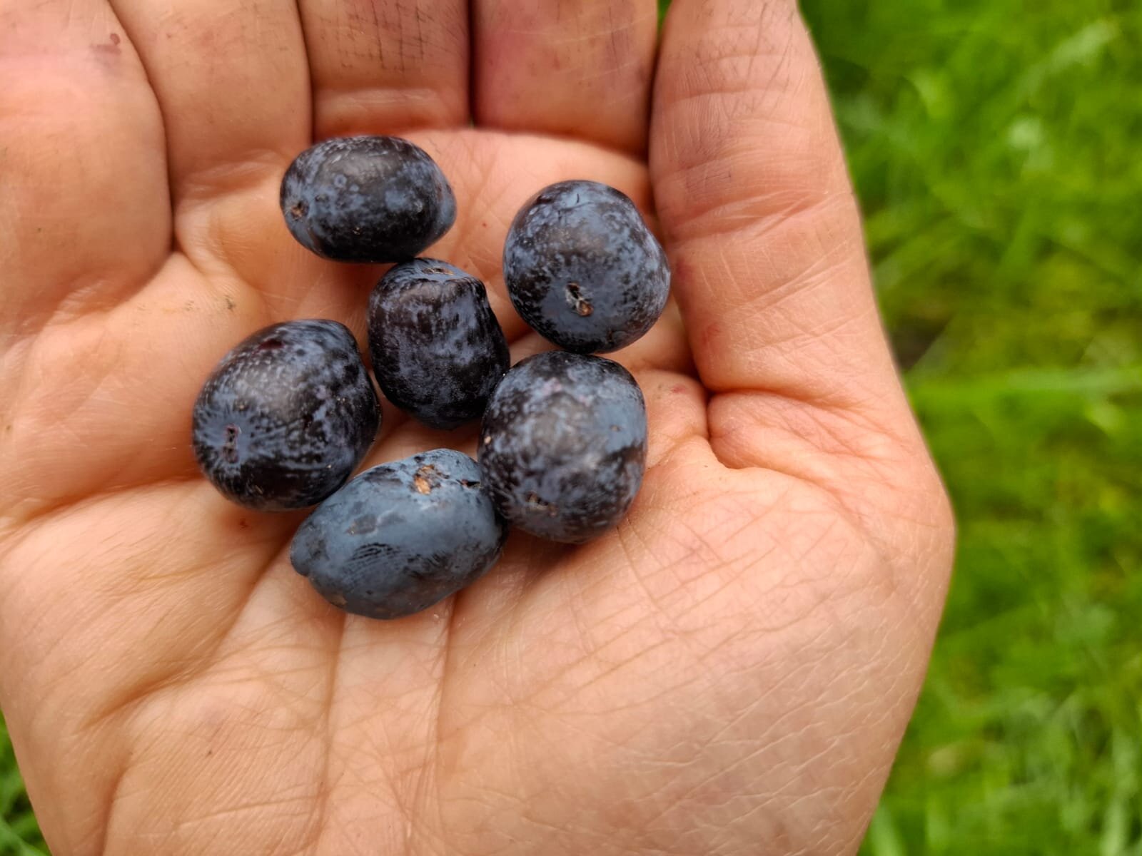 Zemolez kamčatský Boreal Beauty plody lonicera kamtschatica plody v dlani OKZKBORBEAK