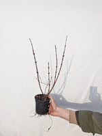 Zemolez kamčatský Boreal Blizzard	
OKZKBORBLIK