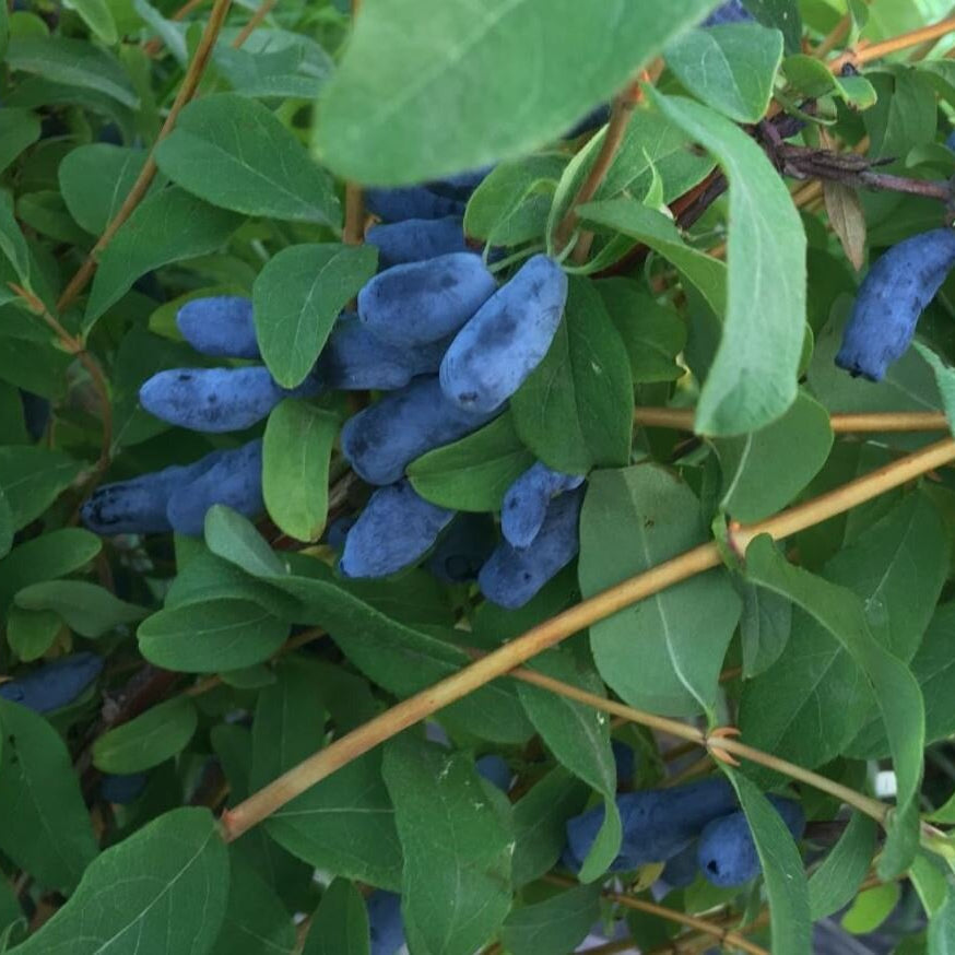 zemolez kamčatský Honeybee Lonicera kamtschatica OKZKHONEK