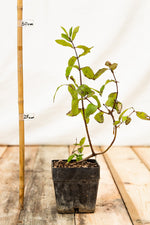 zemolez kamčatský Honeybee Lonicera kamtschatica v kontajneri  OKZKHONEK