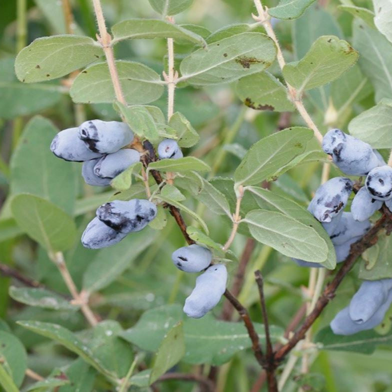 zemolez kamčatský plody Jugana Lonicera kamtschatica OKZKJUGK